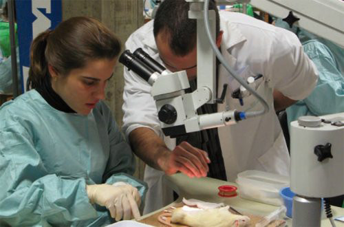 Curso de Formación Microcirugía y Cirugía de la Mano 2012